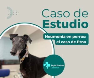 neumonia en perros - caso clinico Etna - Hospital Veterinario Cantabria