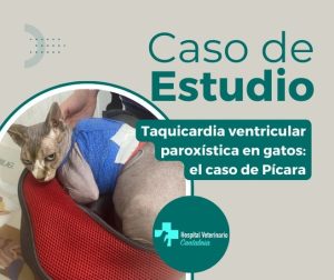taquicardia ventricular paroxistica felina
