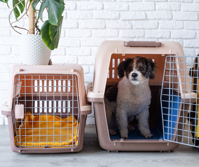 elegir el transportín