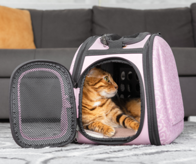 elegir el transportín