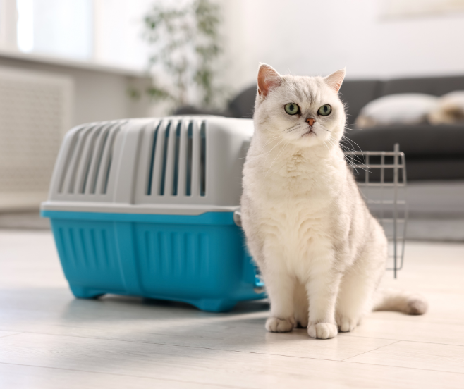 Cómo meter a tu gato en el transportín