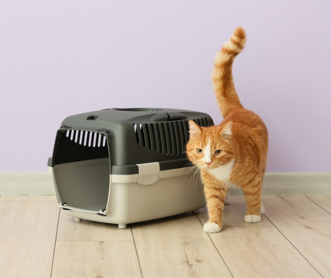 Cómo meter a tu gato en el transportín