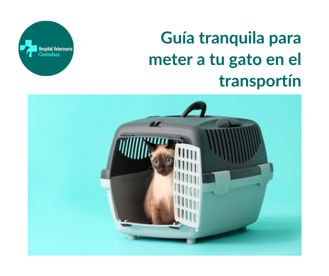 Cómo meter a tu gato en el transportín