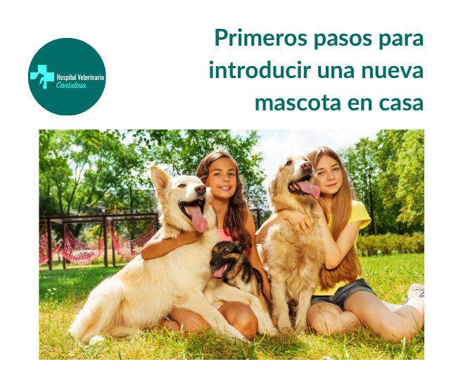 introducir una nueva mascota en casa