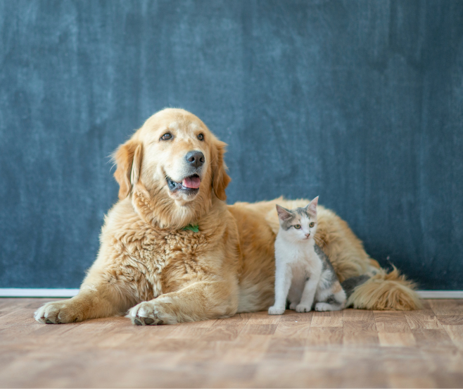introducir una nueva mascota en casa