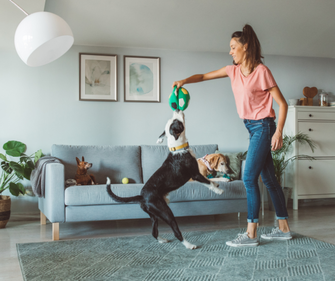 introducir una nueva mascota en casa