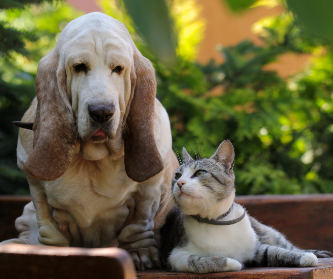 deterioro cognitivo perros y gatos