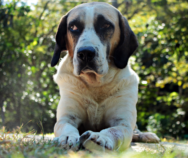 deterioro cognitivo perros y gatos