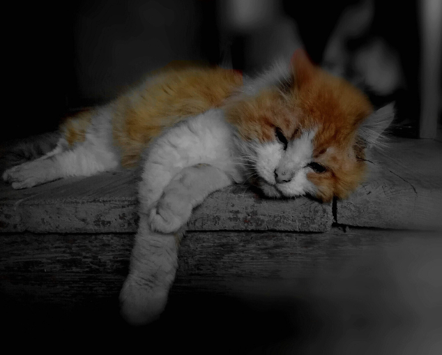 deterioro cognitivo perros y gatos