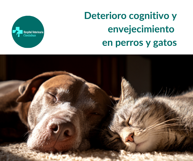 deterioro cognitivo perros y gatos
