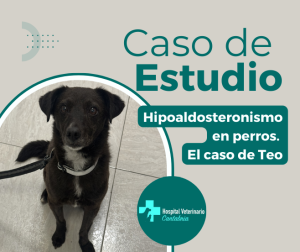 Teo: Hipoaldosteronismo en perros