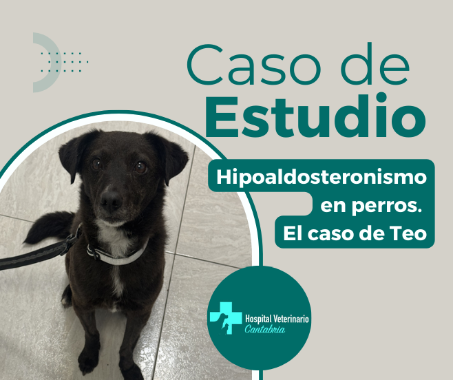 Teo: Hipoaldosteronismo en perros