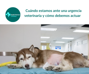 urgencia veterinaria