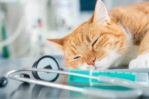 Servicio medicina felina