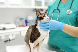 Servicio medicina felina
